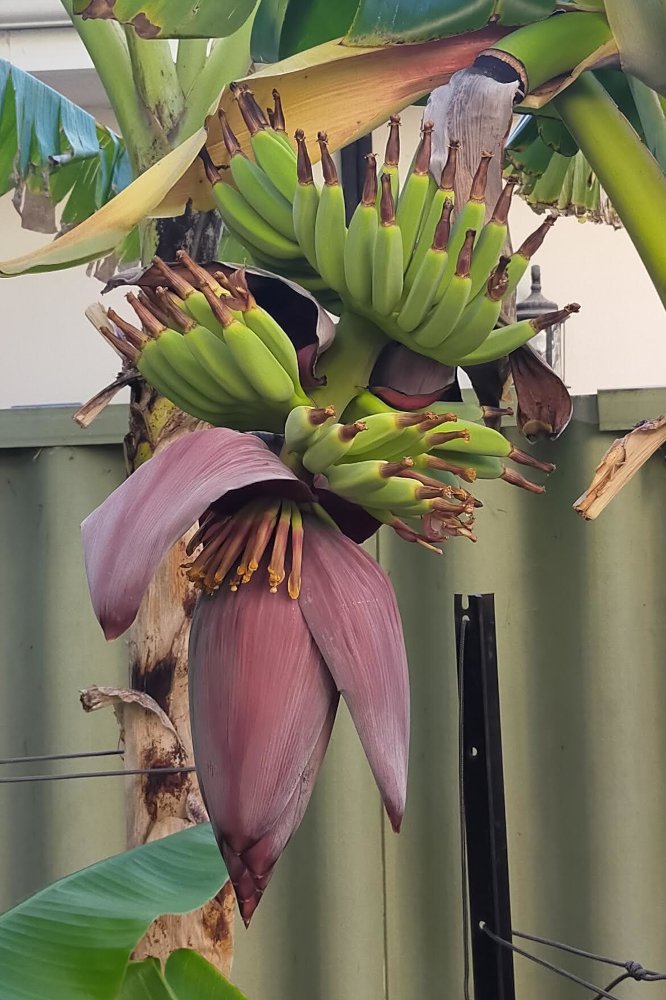 Day Flower